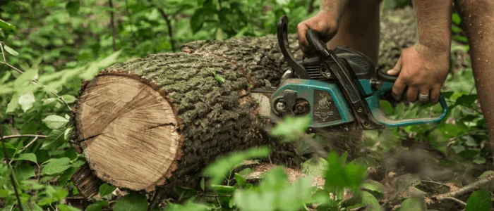 Tree Pruning Chicago