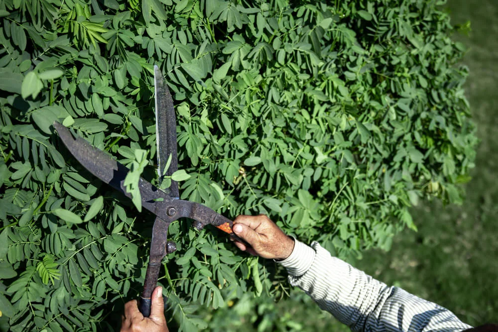 Tree Service Chicago IL